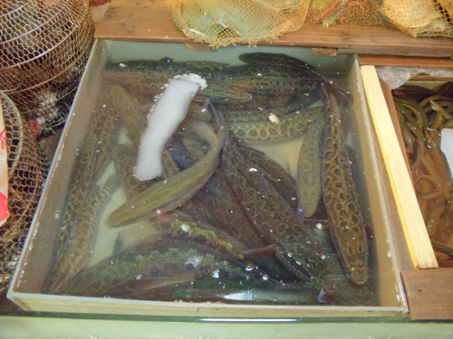 Farmed Fish.